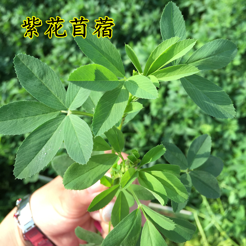源头紫花苜蓿草种籽多年生牧草种子养殖喂养羊牛鸡鸭鹅鱼草种籽
