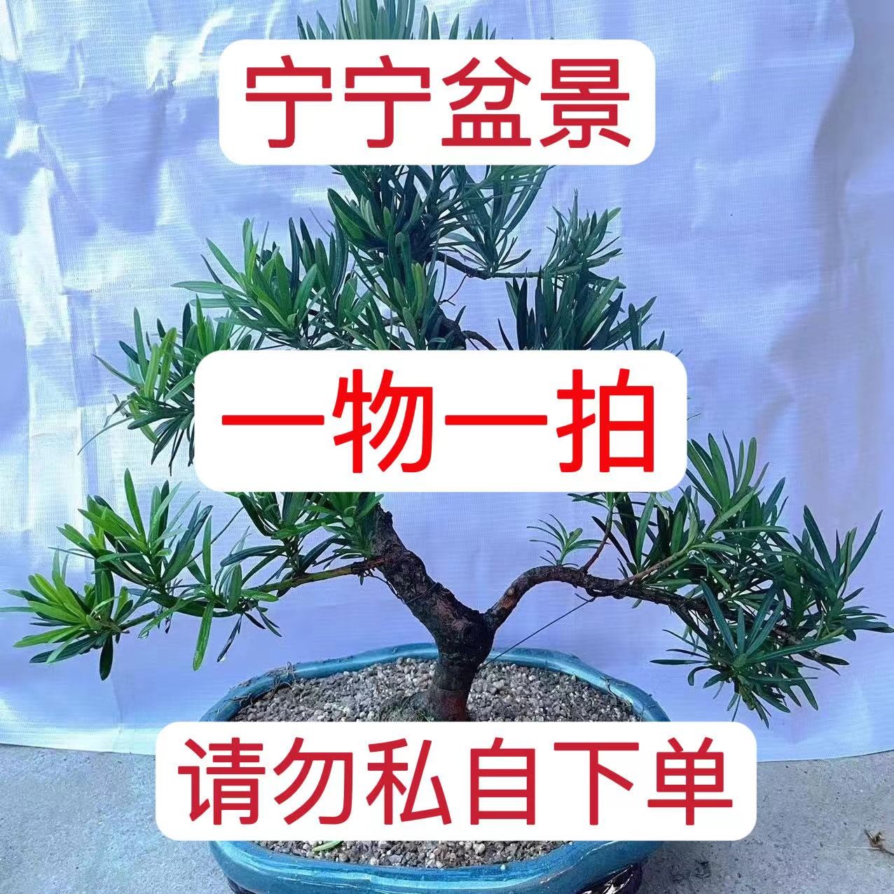 盆景树桩绿植（一物一拍）选对价格下单即可