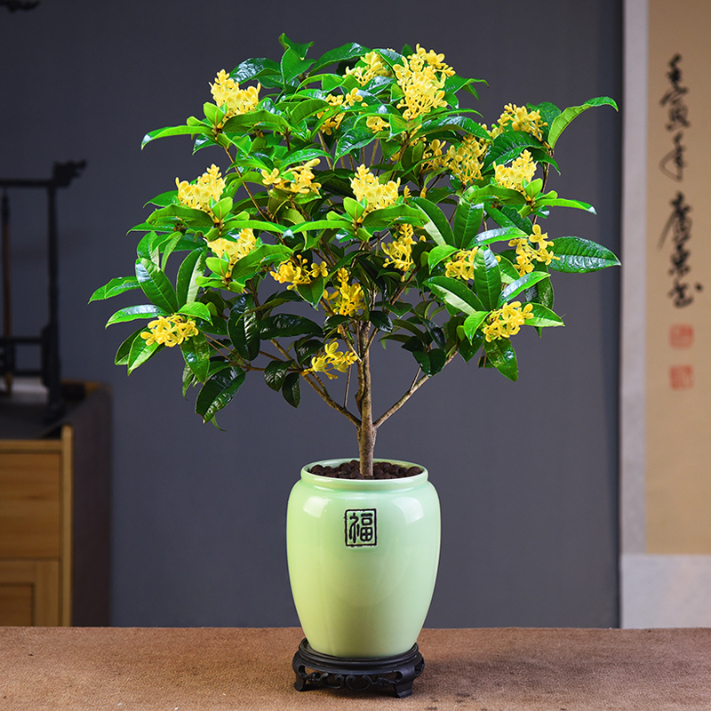 嫦娥金桂四季桂盆栽耐寒开花不断浓香型室内庭院大树地栽花卉植物