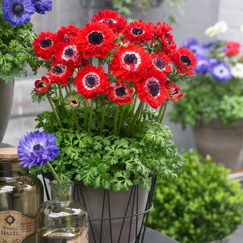 进口重瓣银莲花种子和谐系列室内阳台多年生春季秋季易播花卉种籽