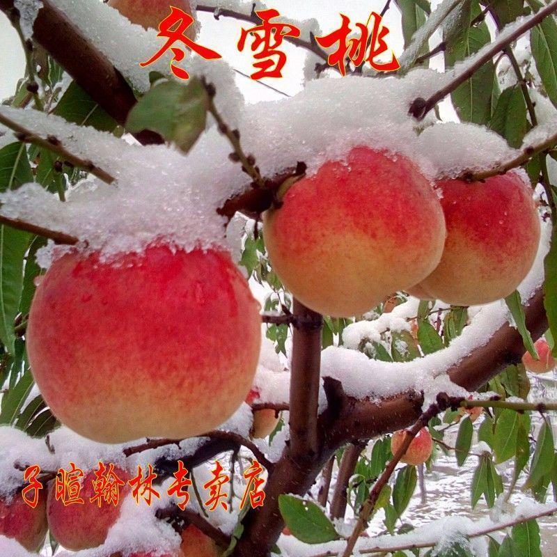 新品种雪桃王二号嫁接桃树苗晚熟桃树苗巨型冬桃树苗中华特大桃王