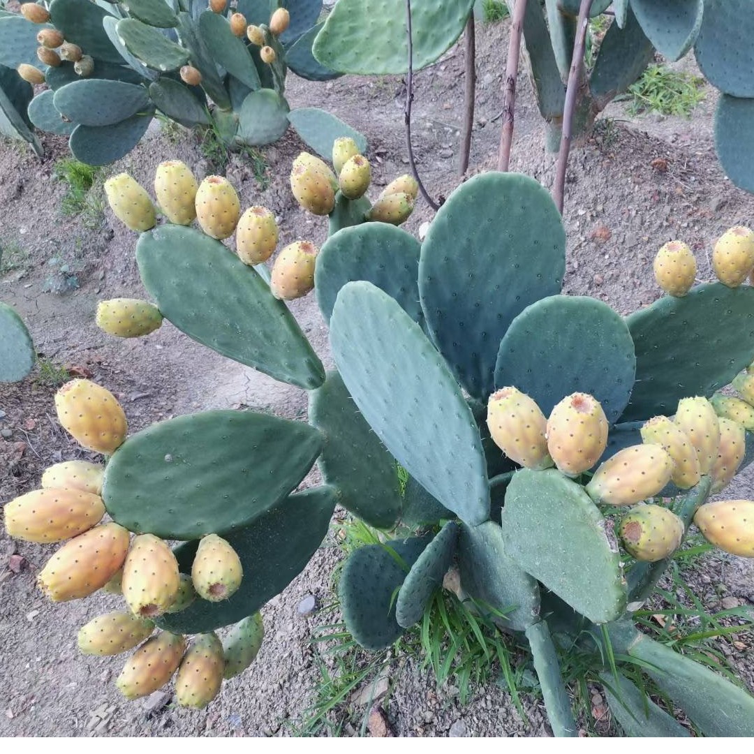 摩洛哥进口可食用可药用宝塔仙人掌黄果白果叶片绿植盆栽包对版