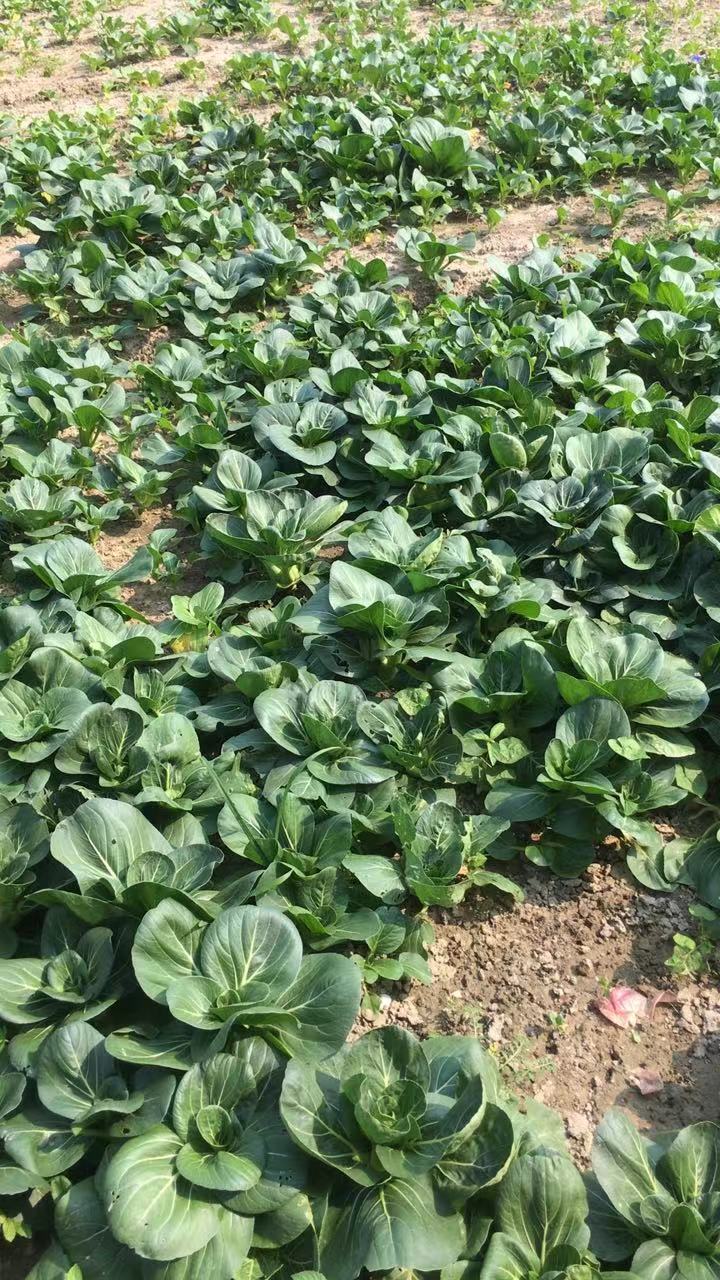 苏北农家自种青菜新鲜苏州青现摘现发当季蔬菜五斤