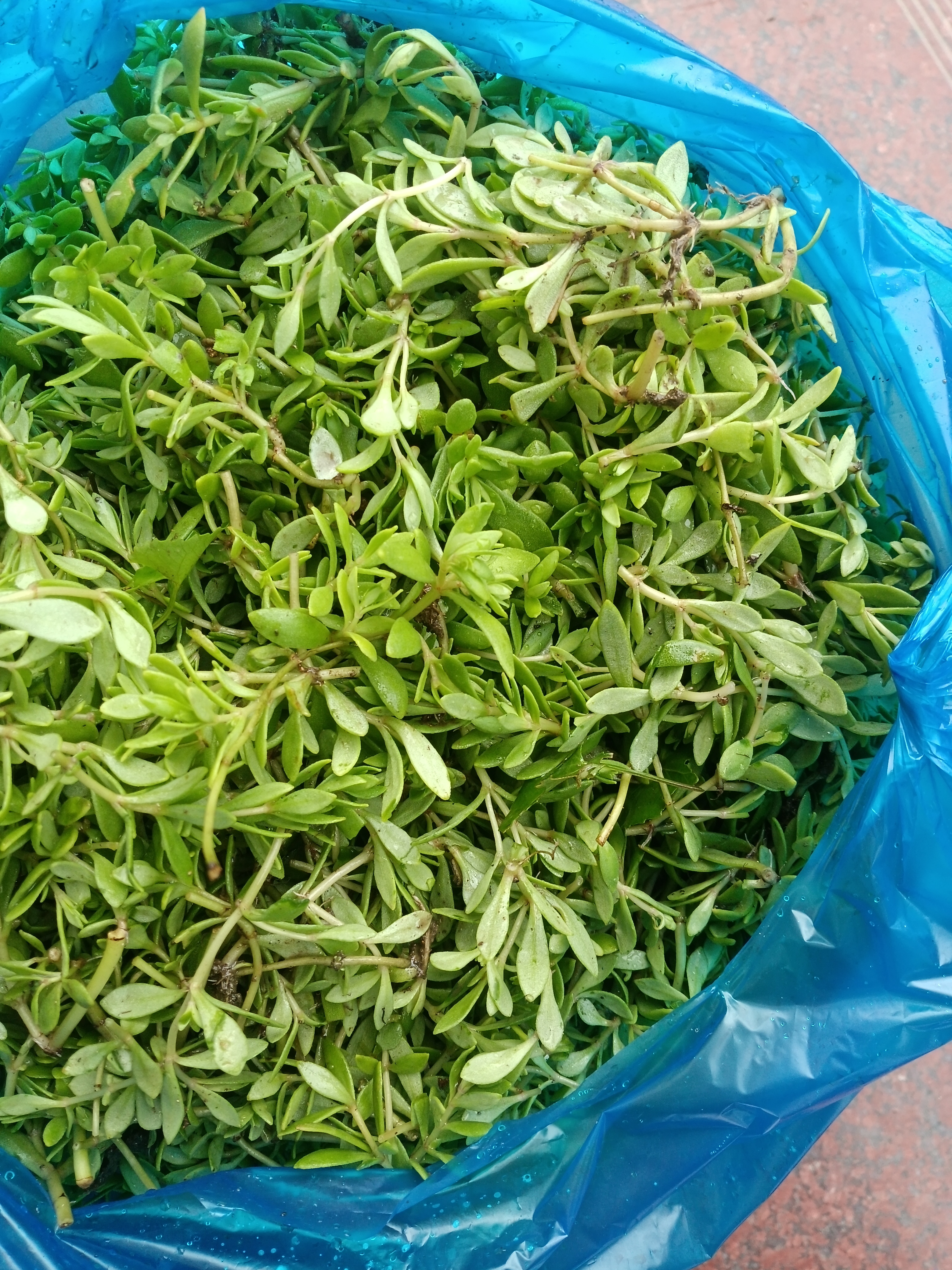 新鲜垂盆草护肝草250克半斤