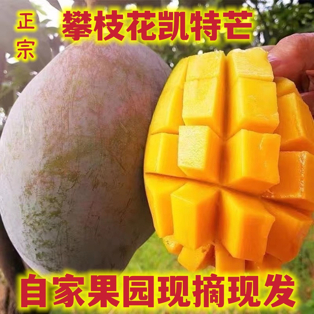 【现货10斤】四川攀枝花凯特芒果新鲜应季水果大青芒鲜甜多汁整箱