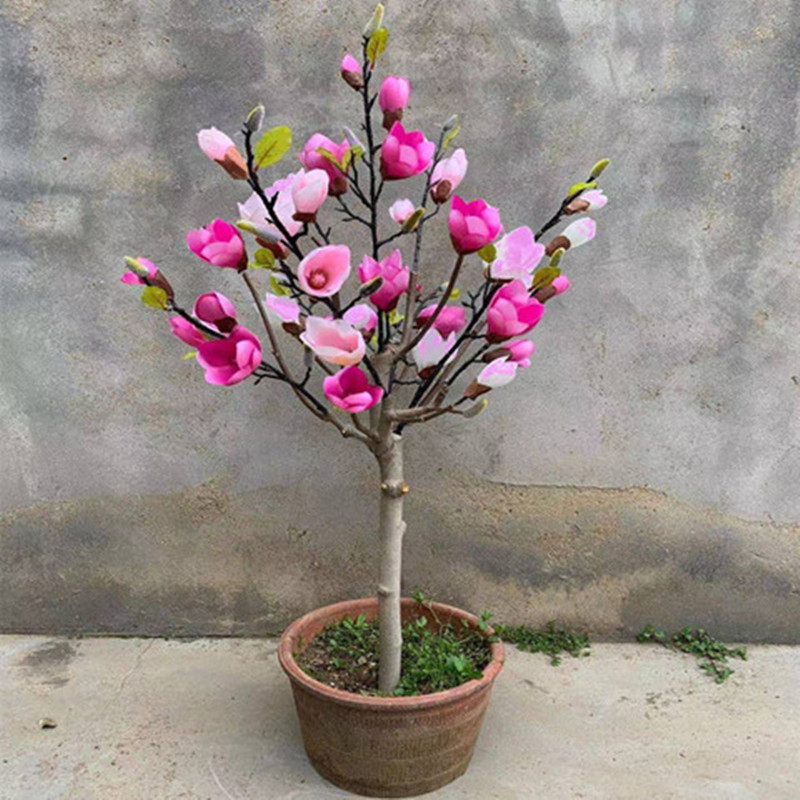 矮化嫁接玉兰花带花苞兰花发货容易种植非常耐寒红黄白玉兰花