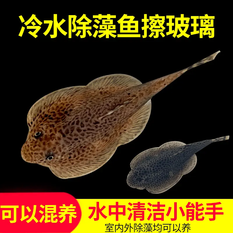 大吸盘 吸鳅鱼 原生鱼 贵州爬岩鳅 贵爬 冷水清洁鱼 淡水 新手