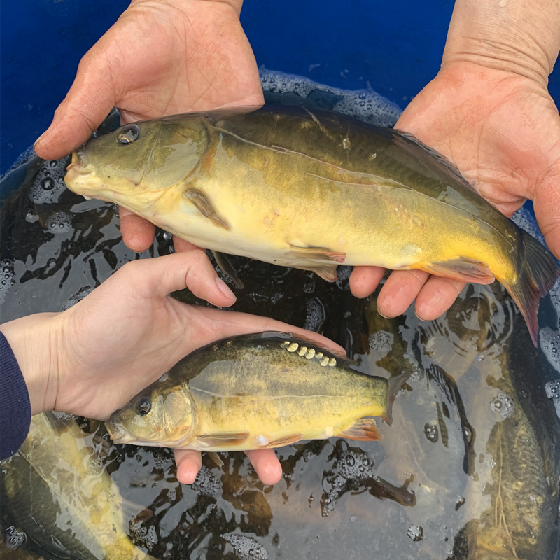 裸鲤 无甲鲤鱼 水族活体