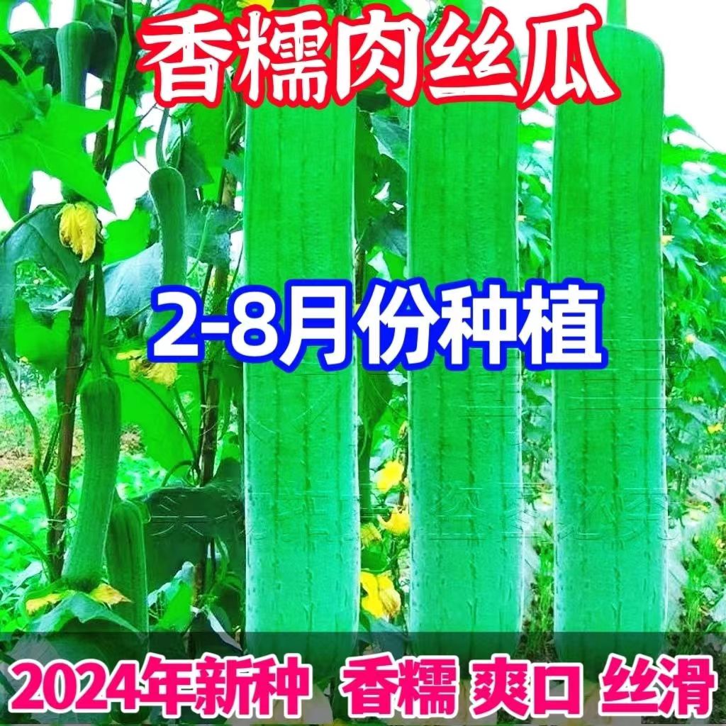 早熟嫩香肉丝瓜种子肉厚好吃四季易种易活阳台盆栽清香瓜果蔬菜籽