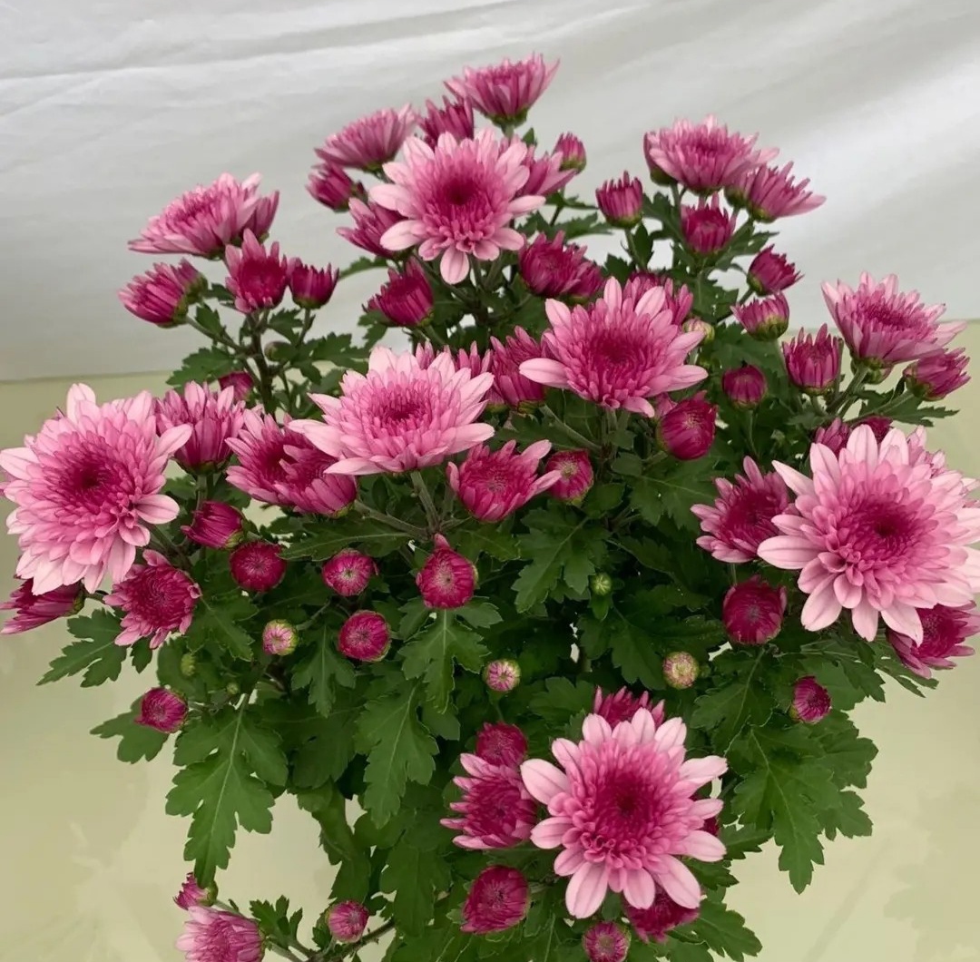 【带花苞发货】荷兰菊盆栽菊花苗室内外阳台绿植好养四季耐寒花卉