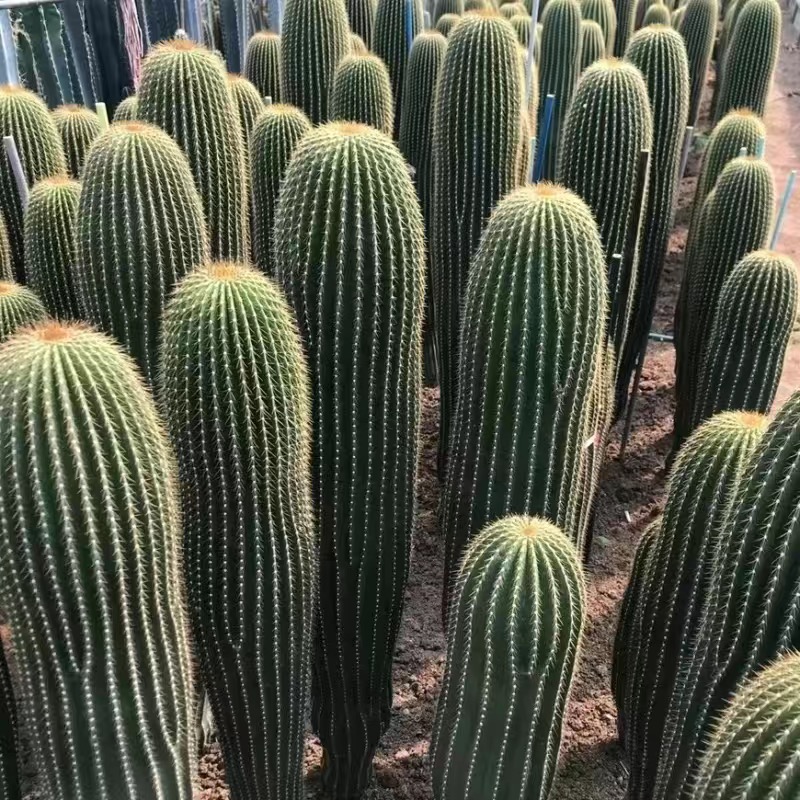 大凤龙仙人柱多肉植物大型仙人球仙人掌肉肉绿植花卉盆栽防辐射
