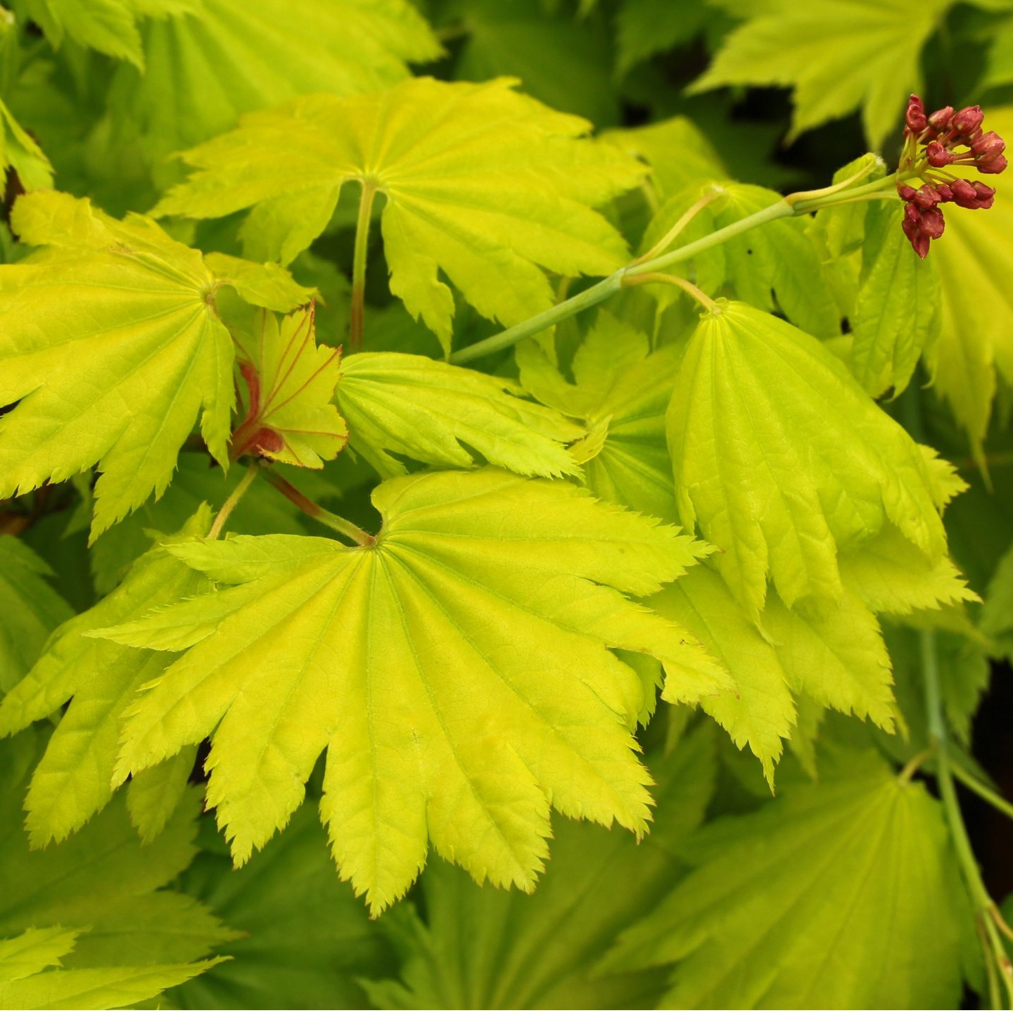 金隐枫树  Acer Shirasawanum ‘Aureum’  团扇枫树庭院观叶阳台