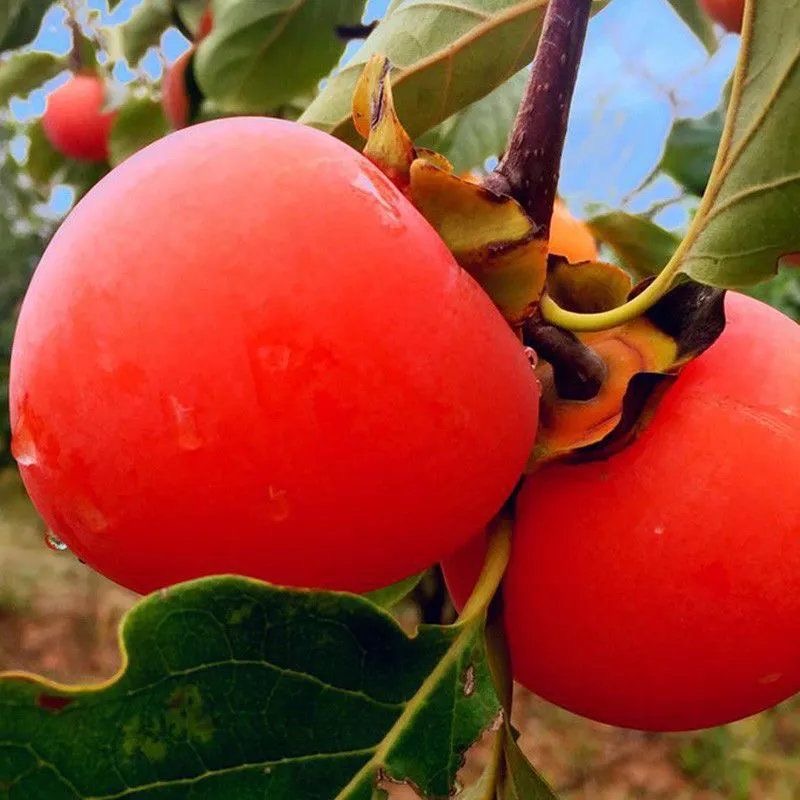 柿子树苗脆甜柿子苗嫁接柿子树苗软甜柿子树盆栽地栽种植南北方种