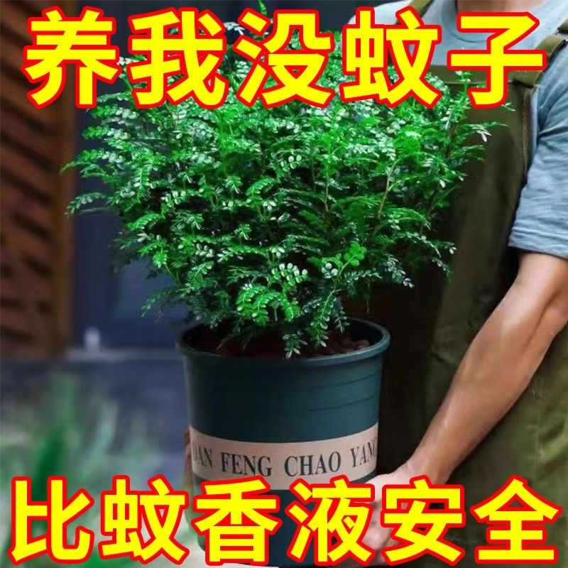 正宗清香胡椒木盆栽花卉室内外驱蚊草植物树苗老桩盆景九里香绿植