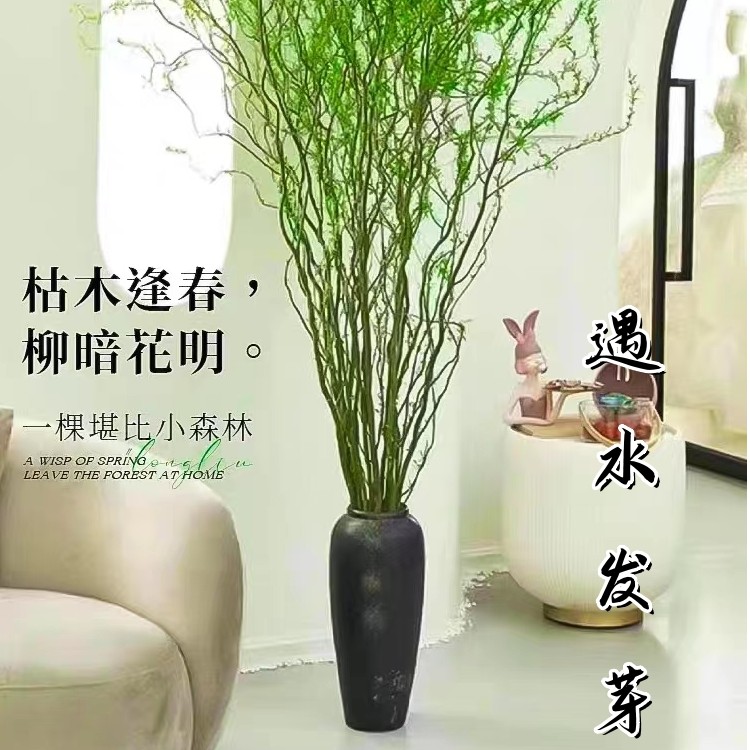 国风青龙柳鲜枝根部插花装饰绿植花卉室内绿植盆栽植物好养易活