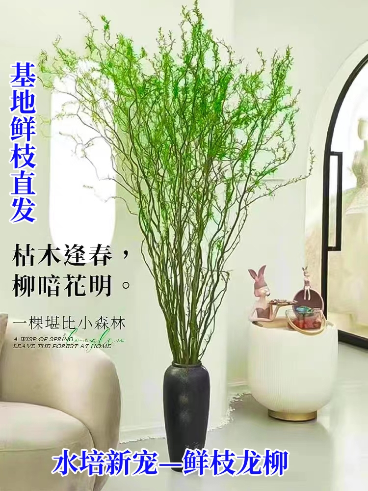 国风龙柳鲜枝水培枝条室内鲜花插花四季居室好养绿植鲜花水培鲜花
