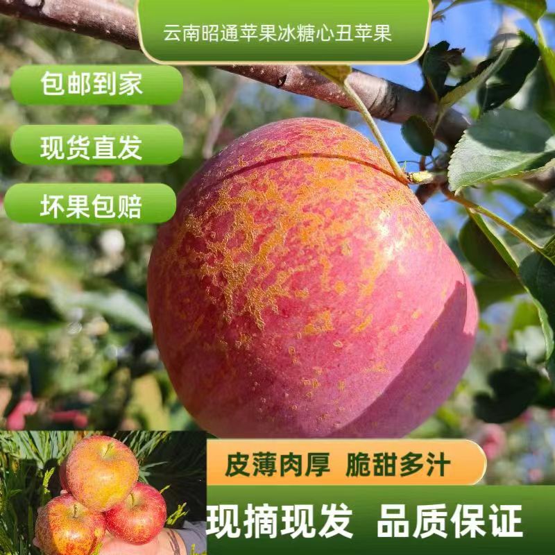 云南昭通苹果现摘现发苹果新鲜脆甜多汁肉厚营养丰富