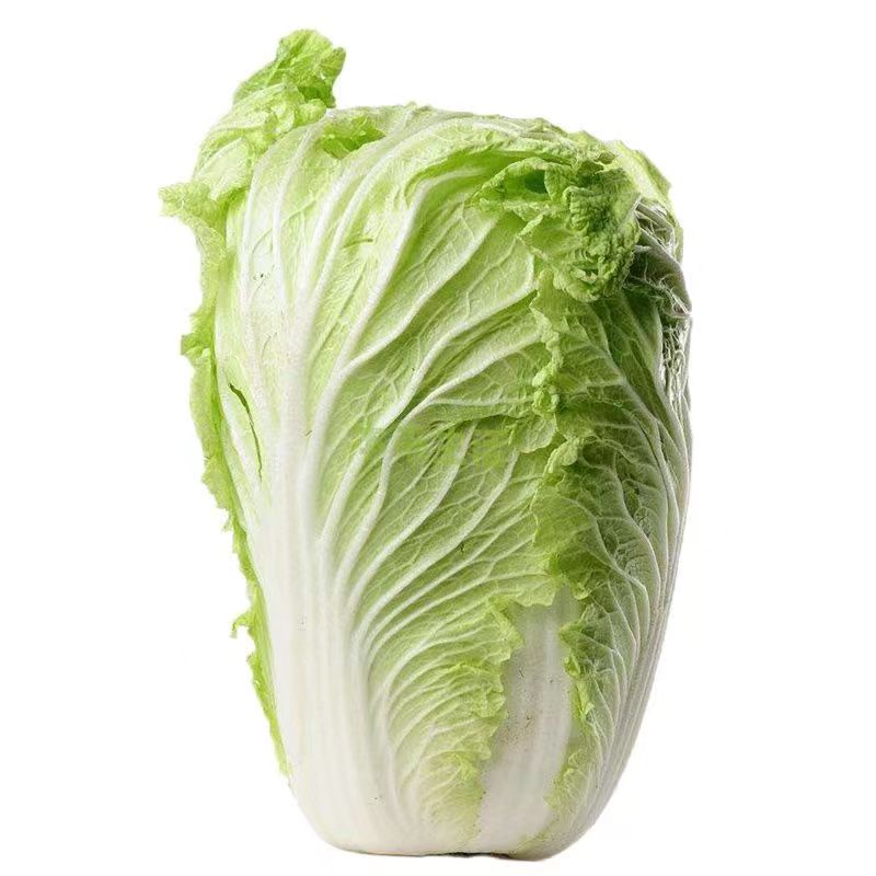 （特价）陕西露天霜后大白菜口感脆甜适合炒吃腌酸菜新鲜蔬菜批