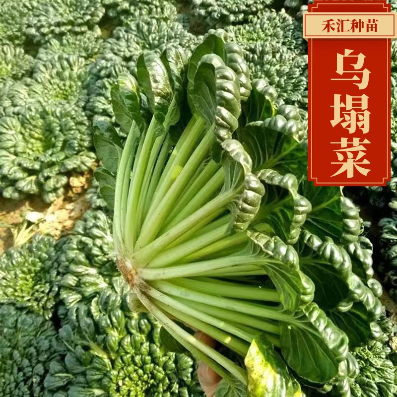 乌塌菜苗黄心乌塌菜苗耐寒高钙小叶乌大叶乌塌菜秧苗秋冬季蔬菜苗