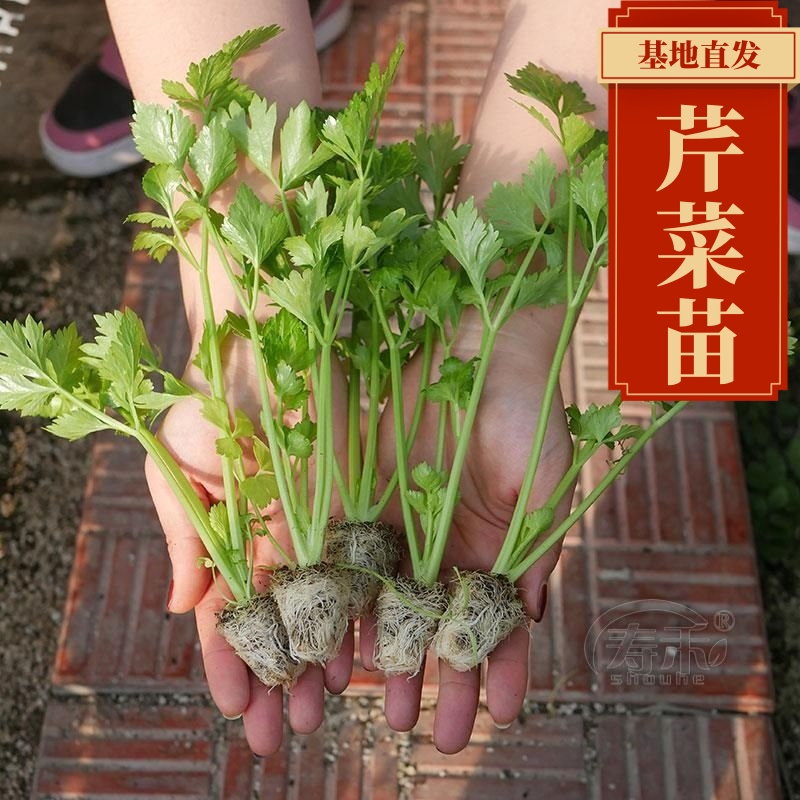 芹菜苗小香芹白根根系种苗西芹阳台种植蔬菜苗高品质优选育苗有机