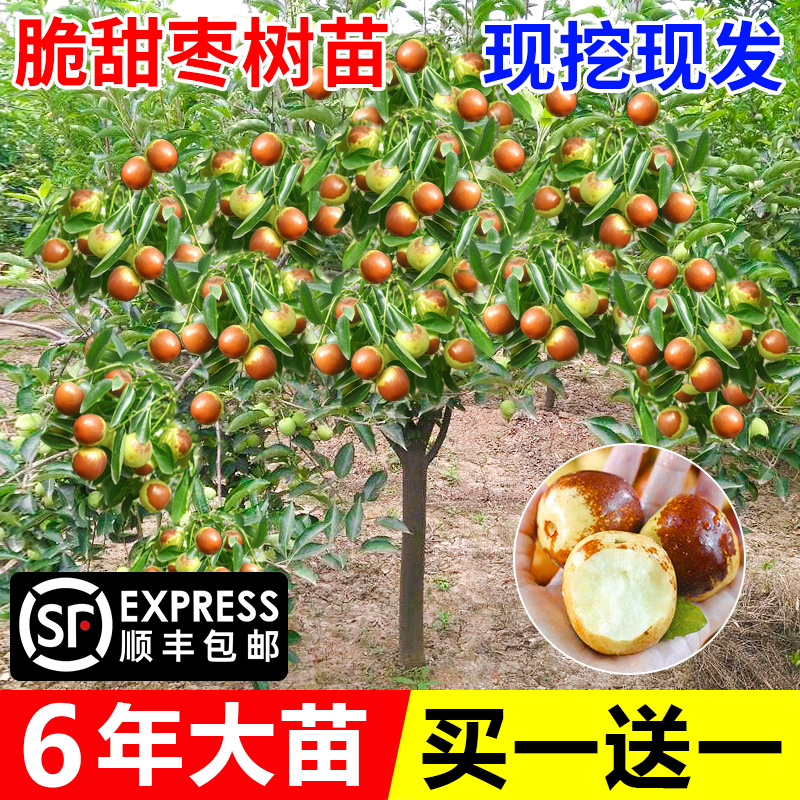 沾化三代冰糖冬枣果树果苗当年结果北方南方大枣超甜特大庭院地栽