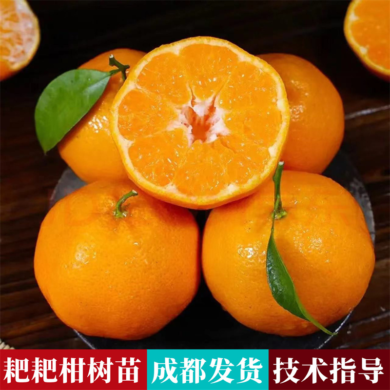 【四川正宗耙耙柑果树苗】嫁接苗晚熟春见耙耙柑苗早熟阿蜜达裸根苗