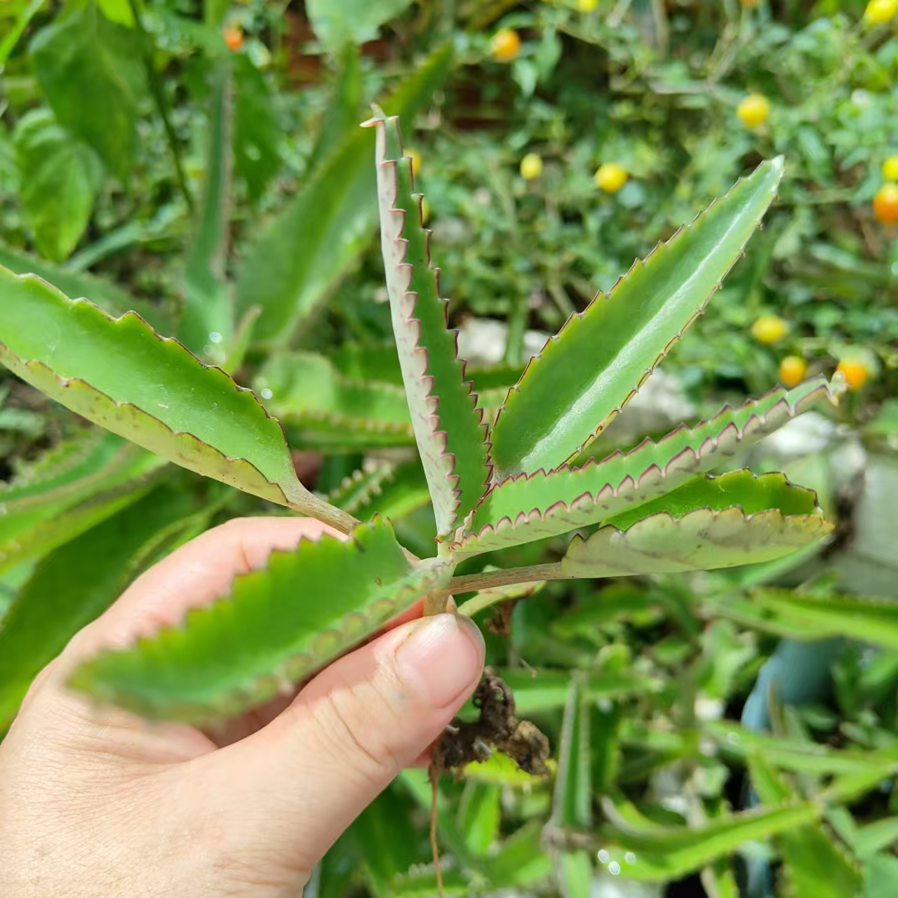 不死鸟多肉落地生根绿植物开花大棵盆栽老桩大叶草苗