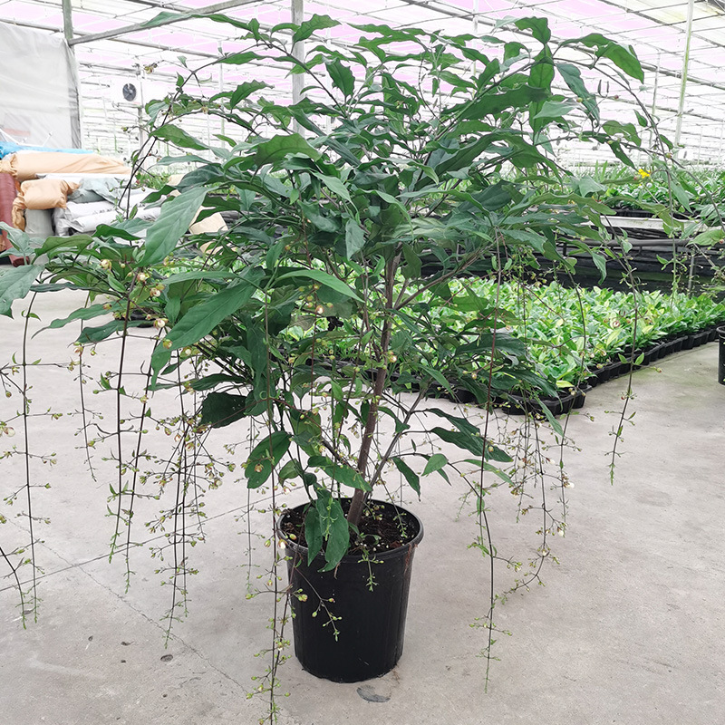 泰国垂丝茉莉花盆栽花苗四季开花白蝴蝶稀有花卉绿植室内垂吊植物