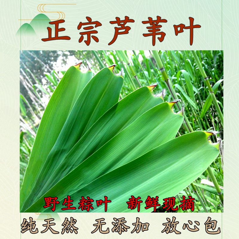 【正宗芦苇叶】粽叶新鲜大号100片野生特大号包粽子专用上等粽子叶