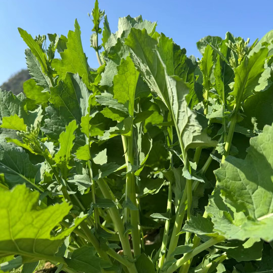 【油菜薹】湖北恩施农家自种新鲜油菜苔青菜蔬菜露天种植现摘现发