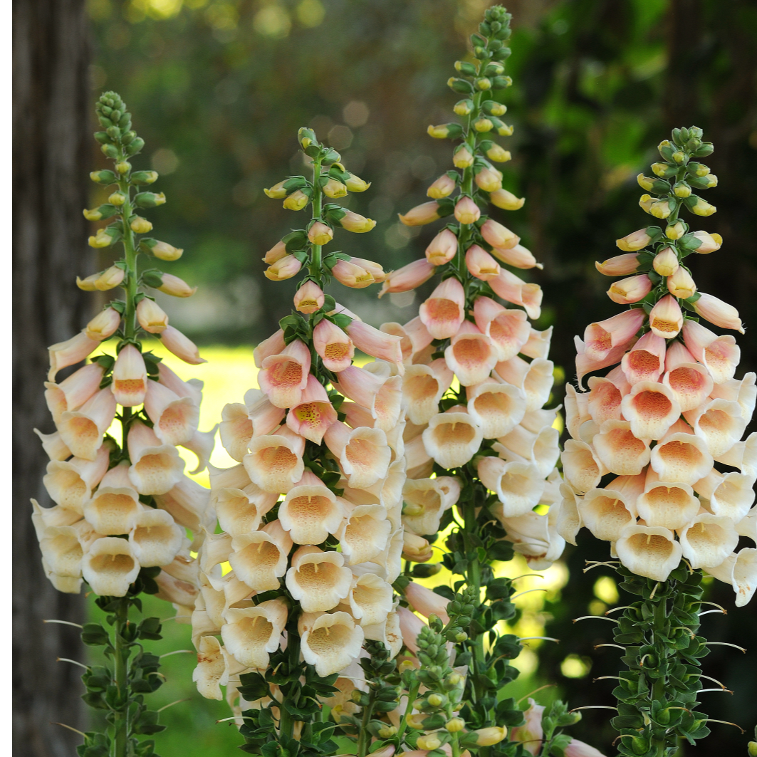 花园露台三剑客毛地黄线性开花易活植物庭院花卉阳台花苗盆栽耐寒