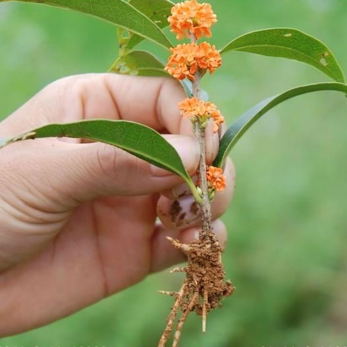 红花丹桂苗，原生扦插苗，耐寒品种苗，美观，植物，庭院，裸根，栽培，