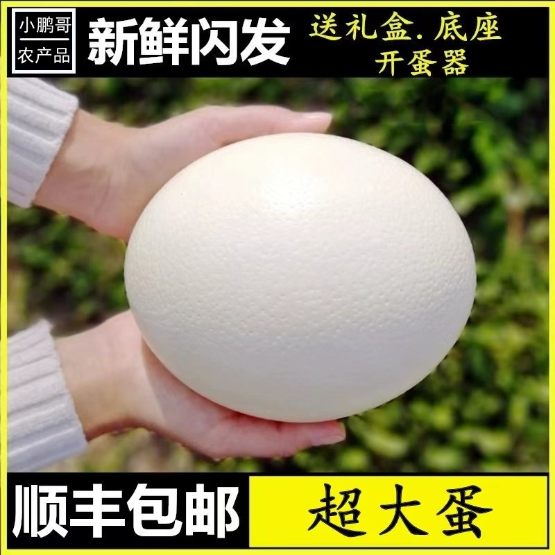 农诚园新鲜大号驼鸟蛋中秋节端午节送礼实惠养殖鸵鸟蛋顺丰包邮