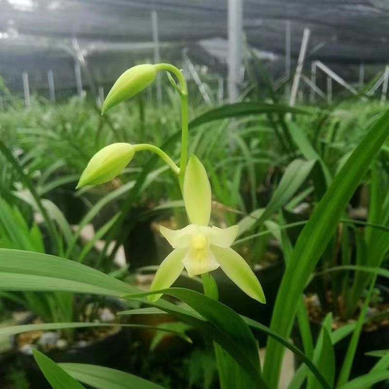 建兰大荷素兰花苗四季兰室内办公室客厅阳台绿植盆栽包邮