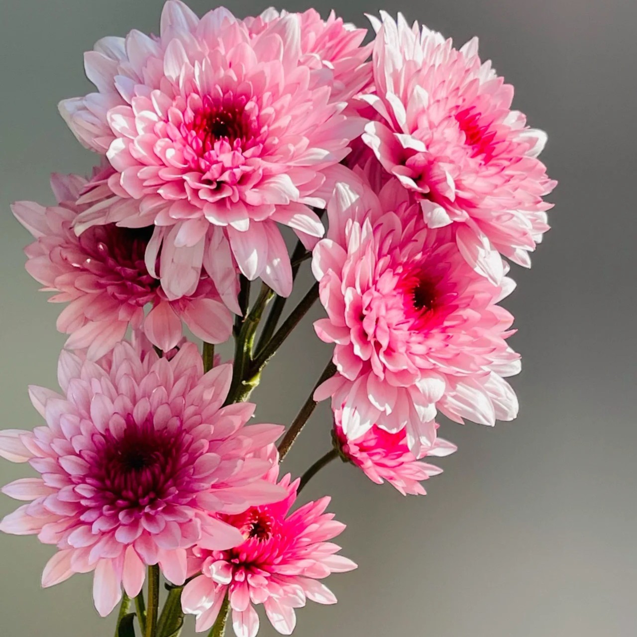 云南宛安鲜花【雏菊1个运费拍多单】零下温度不拍保温棉冻坏不售后