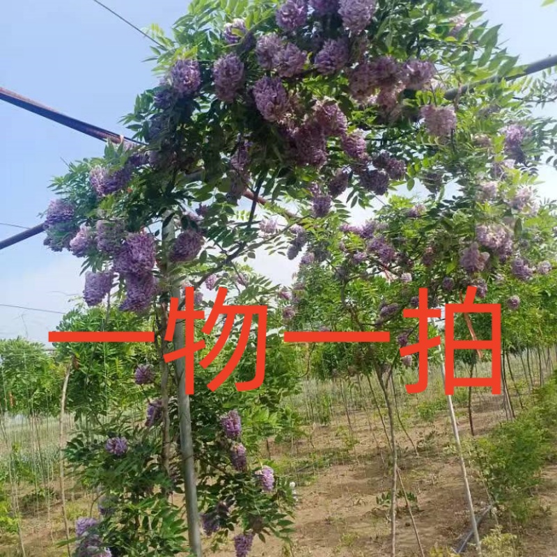 紫藤花爬藤植物遮阴耐寒凉亭廊架爬藤