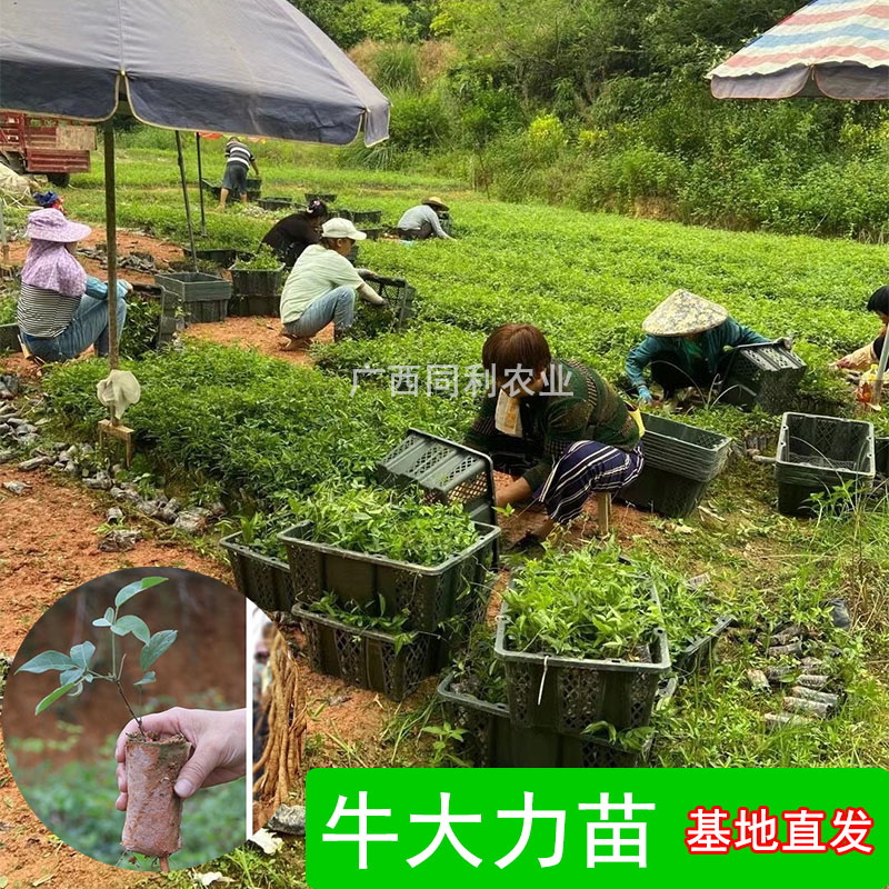 牛大力种苗广西中叶小叶药材大力薯高产 量大批正宗