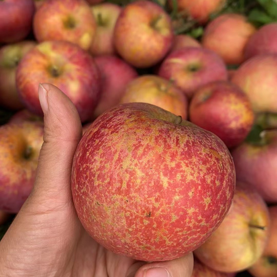 正宗云南昭通原生态丑苹果孕妇水果包邮包售后