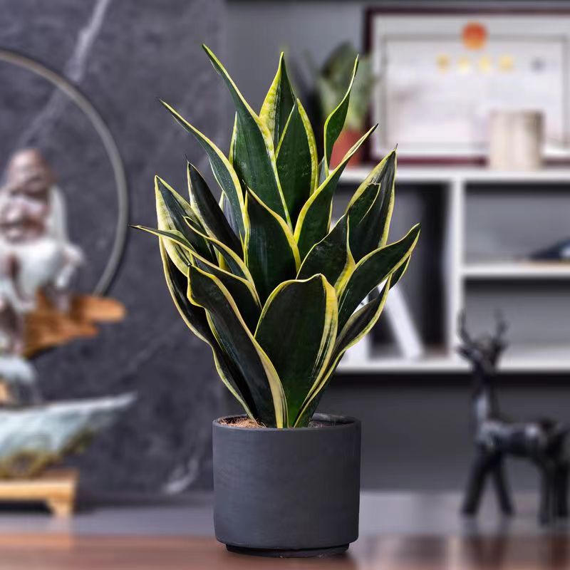 金边霸王兰虎皮兰美观观叶绿植净化空气室内适用摆设创艺盆栽