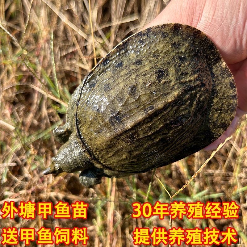 1-8两外塘冷水甲鱼苗生态团鱼水鱼放养大规格甲鱼