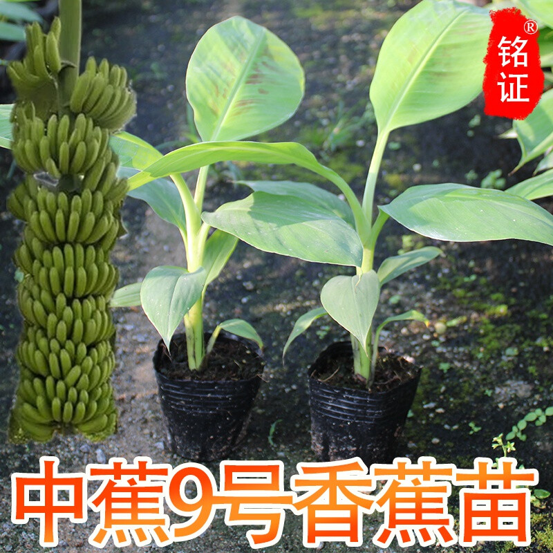 中蕉9号香蕉树苗当年结果矮化皇帝蕉粉蕉南方小米蕉苗四季盆栽