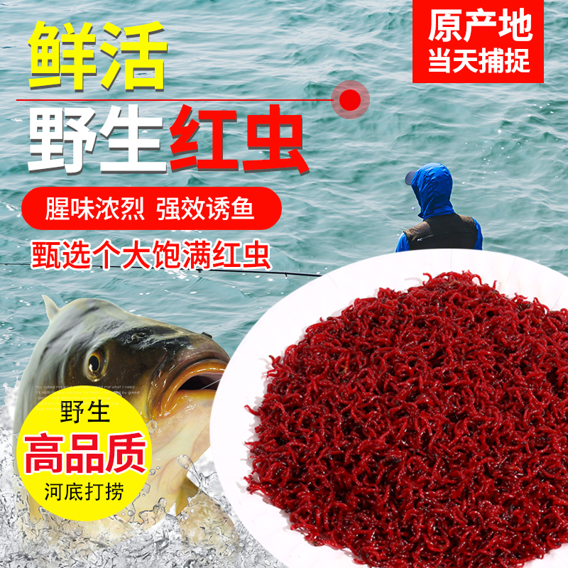 精选鲜活优质野生红虫半斤一斤渔具店 黑坑战队钓友批发