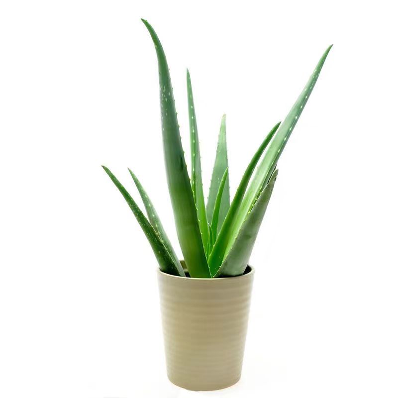 美容院库拉索芦荟苗盆栽多肉植物美容灌肤补水食用室内外花卉绿植