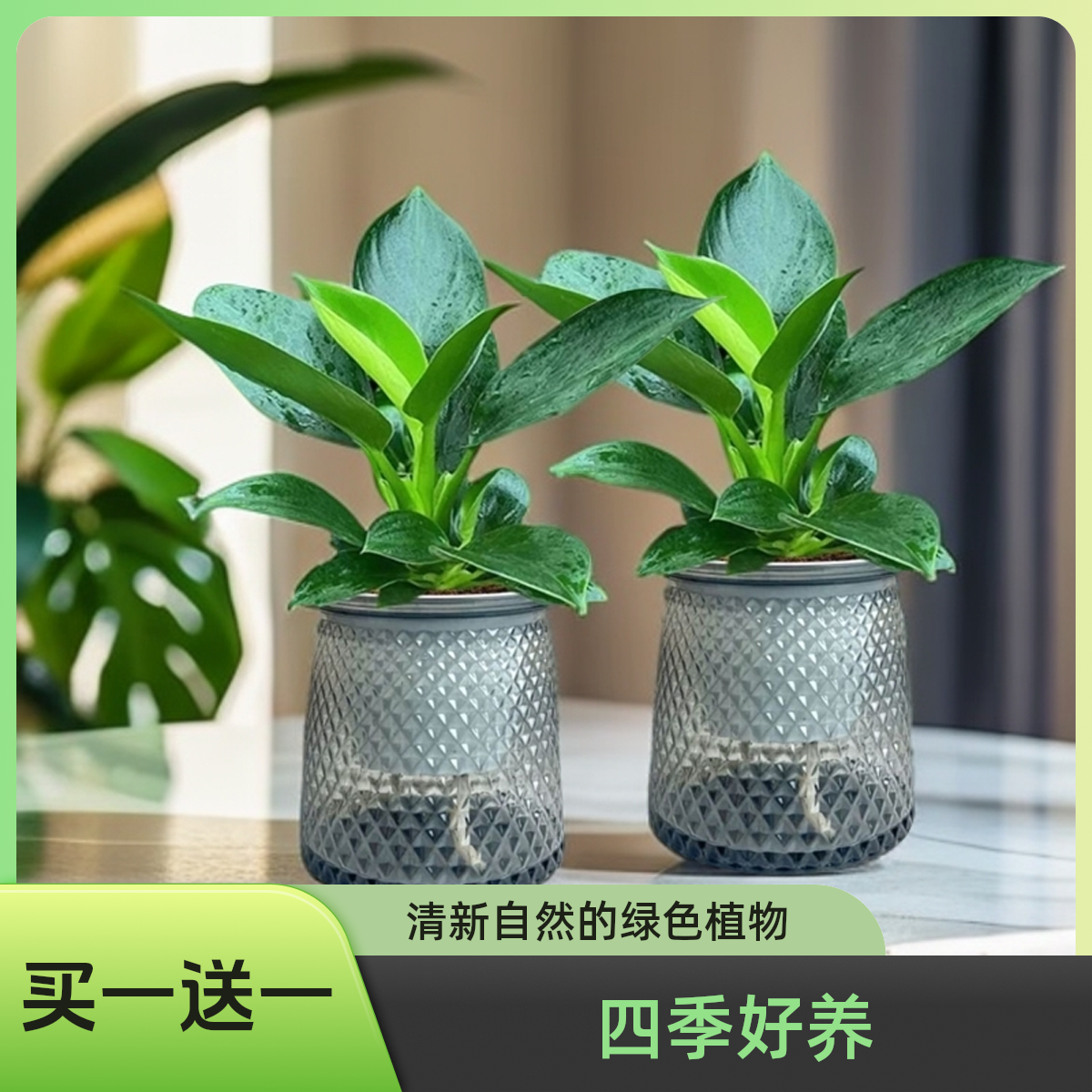 【买一送一】大叶金钻绿公主室内绿植盆栽办公室四季常青水培好养