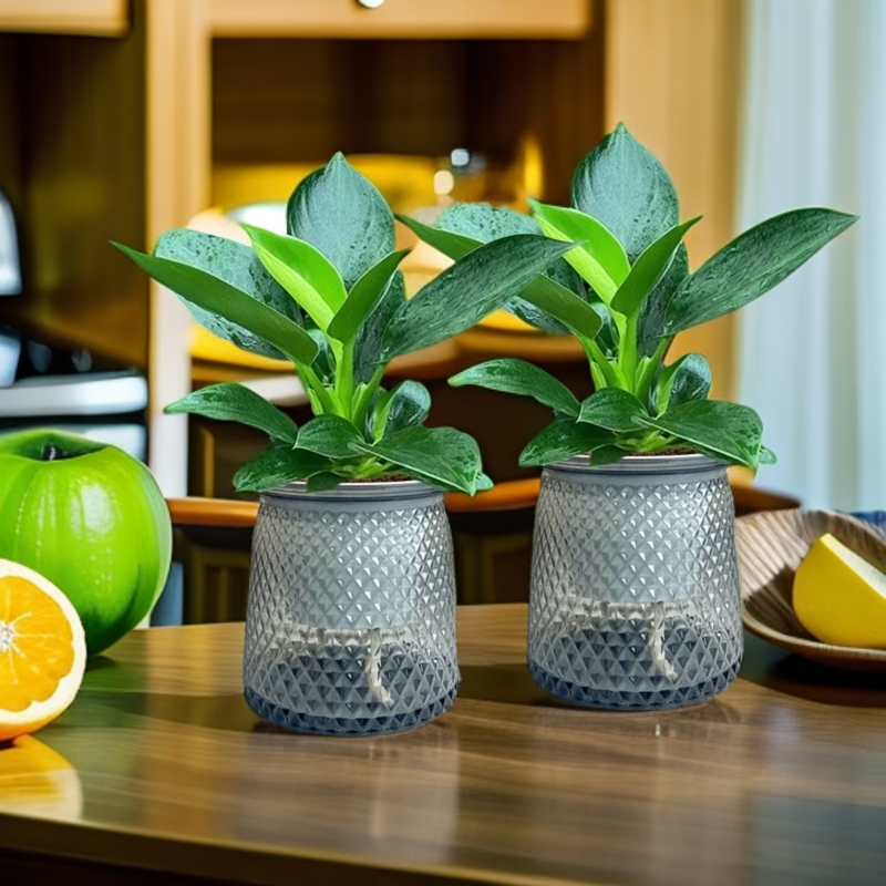 【买一送一】大叶金钻绿公主室内绿植盆栽办公室四季常青水培好养