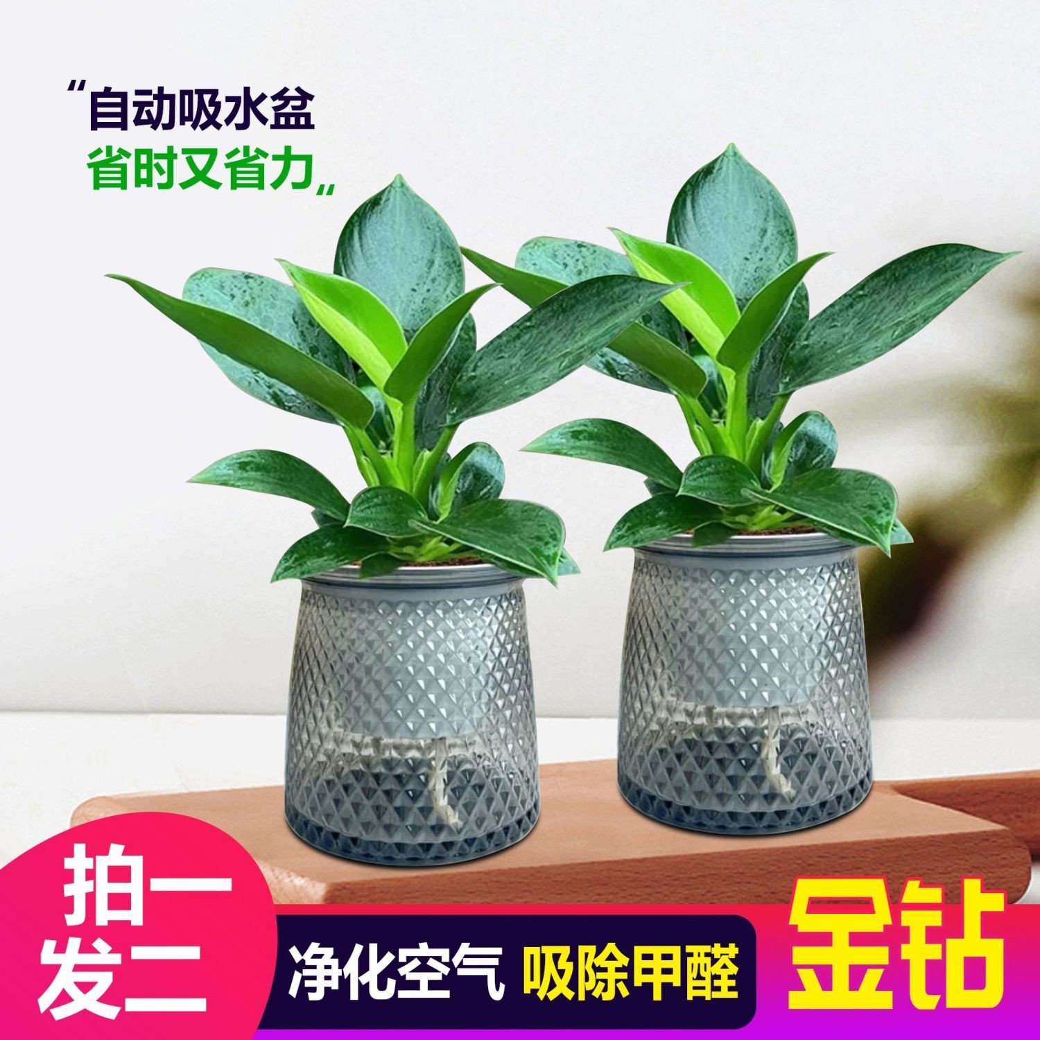 【买一盆送一盆】大叶金钻绿公主室内绿植盆栽办公室四季常青水培