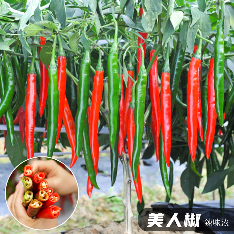 鲜辣美人椒种子 辣椒种籽