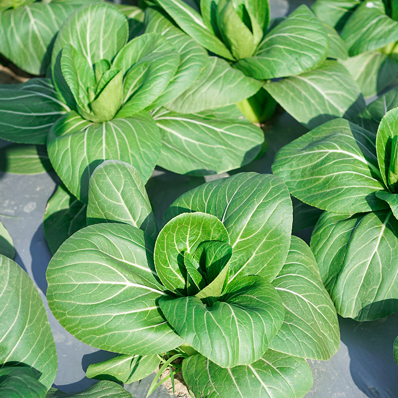 苏州青油菜种子 四季阳台盆栽农家蔬菜孑