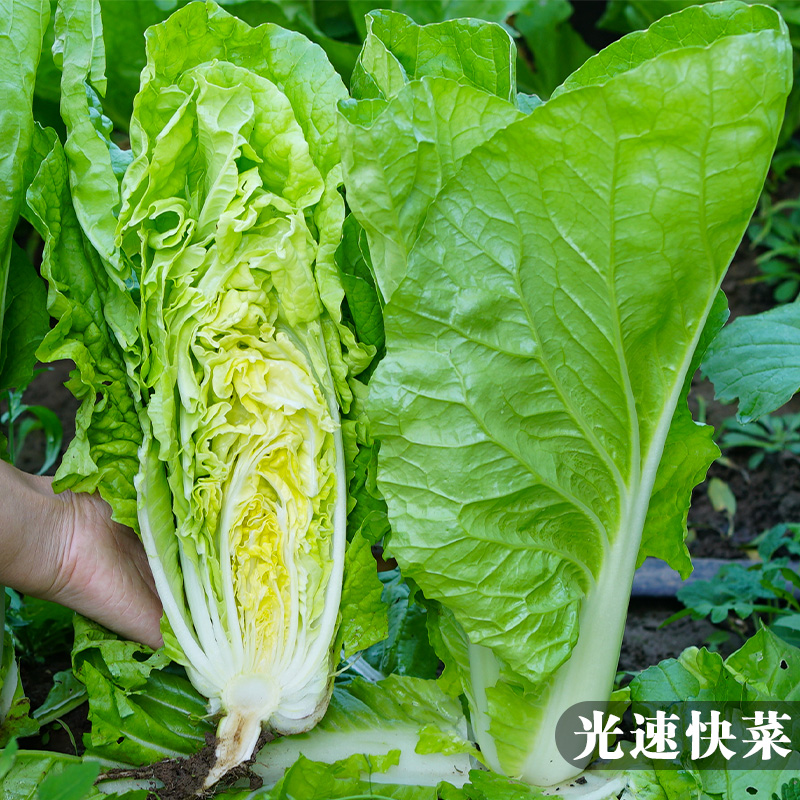 【店长推荐】超光速快菜种子农家四季阳台盆栽菜园蔬菜孑