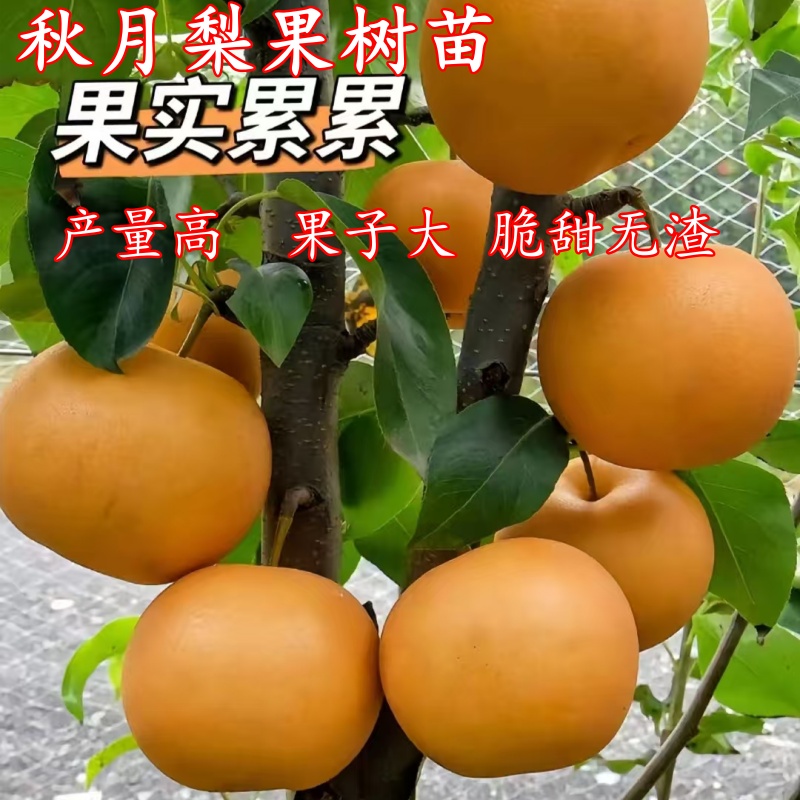 正宗嫁接特大果秋月梨树苗南方北方种植盆栽地栽当年结果抗寒水果